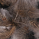 FFGene Hungarian Partridge Feathers 1 gram