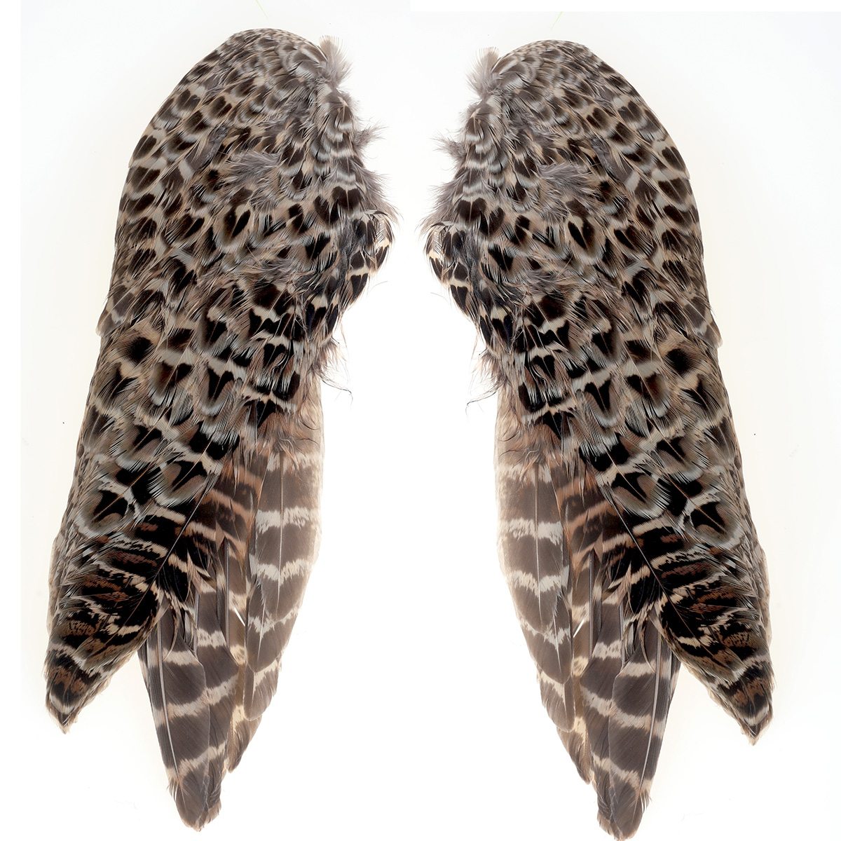 Pheasant Wings Hen