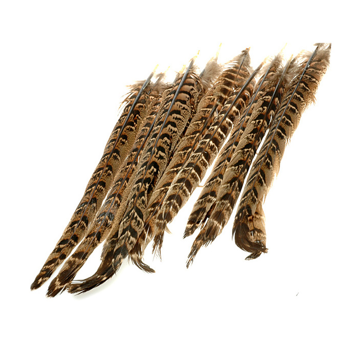 Pheasant Hen Central tail