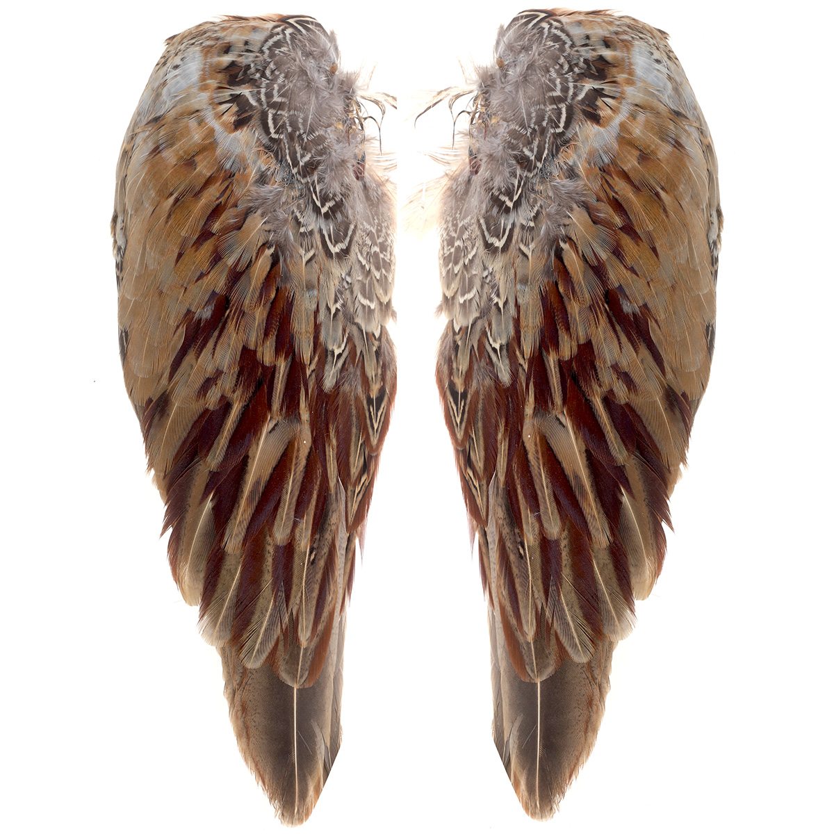 Pheasant Cock Wings