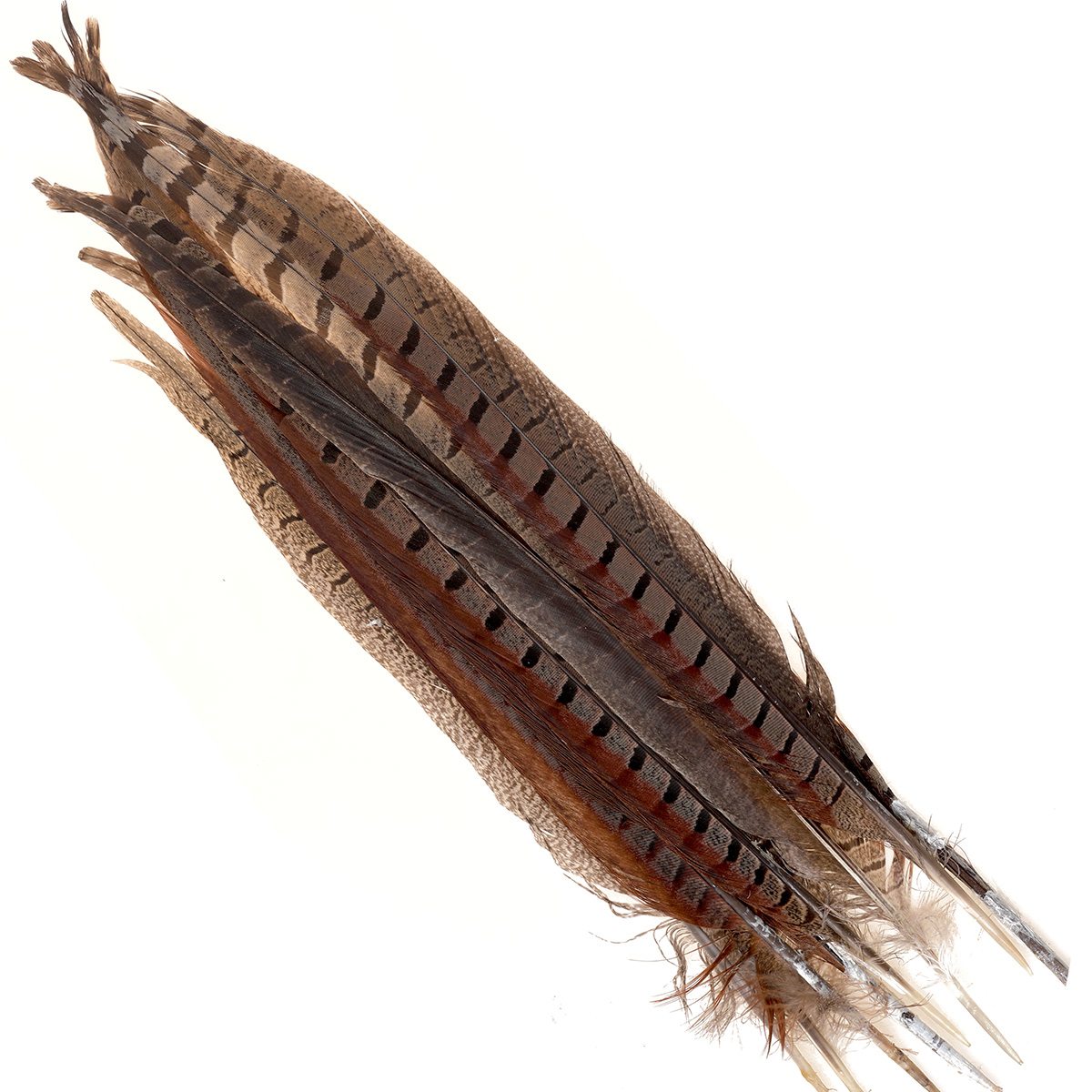 Pheasant Long Side Tails Feathers